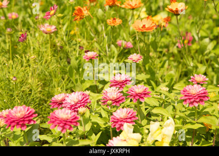 Marigolds, zinnia and other english flowers in an english country garden Stock Photo