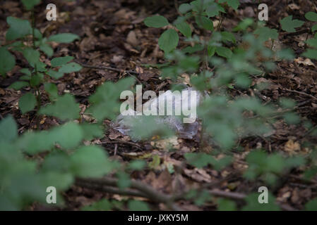 garbage on green grass in the nature environment problems Stock Photo