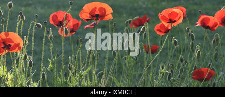The sun shines through the red petals of Common Poppy (Papaver rhoeas) flowers. Bedgebury Forest, Kent, UK. Stock Photo