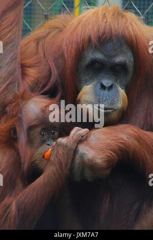 Sumatran Orangutan Stock Photo