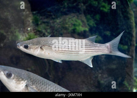 Thick Lipped Mullet (Chelon labrosus) , Adult, Shoal ,Bristol Aquarium ...