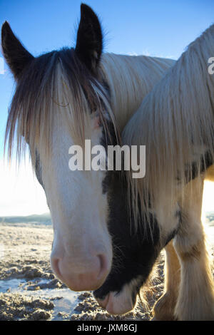 Close up photograph of two Tinker horses on a frosty pasture under a cloudy sky in Anundsjoe, Sweden. Stock Photo