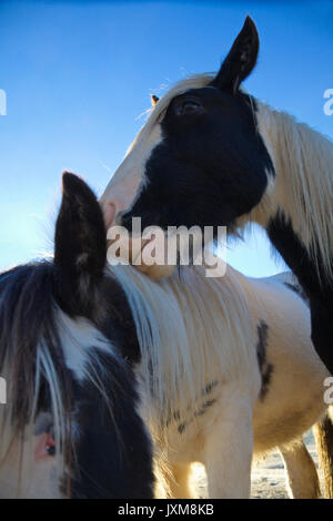 Close up photograph of two Tinker horses on a frosty pasture under a cloudy sky in Anundsjoe, Sweden. Stock Photo