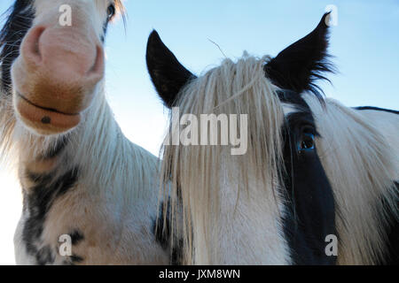 Close up photograph of two Tinker horses on a frosty pasture under a cloudy sky in Anundsjoe, Sweden. Stock Photo