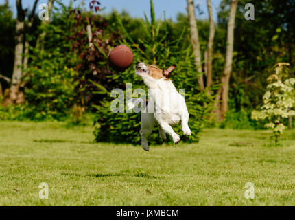 funny american football rugby dog, Stock image