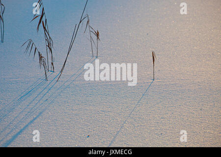 Withered rushes cast shadows on fresh snow. Stock Photo