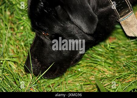 Close up of an isolated black labrador dog sniffing the green grass Stock Photo