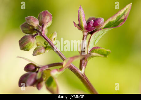 Polemonium flower buds, macro image Stock Photo