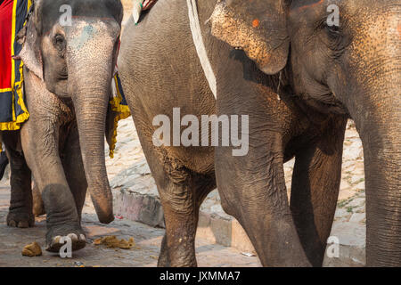 Decorated elephants in Jaleb Chowk in Amber Fort in Jaipur, India