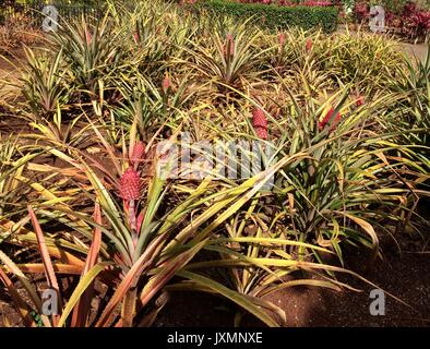 Fancy Pink Pineapple, Dole Plantation, Oahu, Hawaii Stock Photo