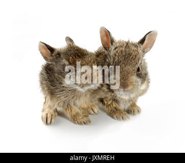 Cute mother and baby bunny rabbits kissing on fresh green grass on a ...