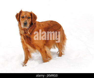 A Golden Retriever in the winter snow Stock Photo