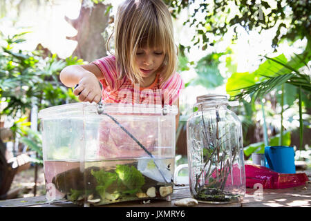 Girl scooping fishing net in plastic tadpole pond on garden table Stock Photo