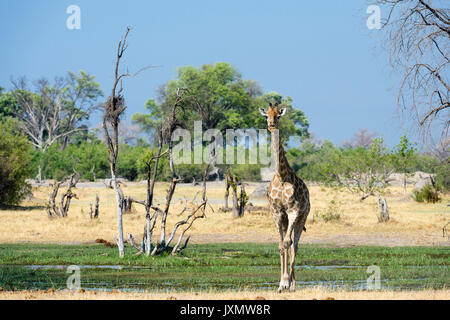 A Southern Giraffe (Giraffa camelopardalis) walking in the  Okavango Delta, Botswana, Africa Stock Photo