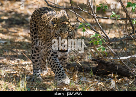 Leopard (Panthera pardus), walking in the bush, Okavango Delta, Botswana, Africa Stock Photo