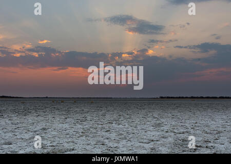The salt pan at sunset, Nxai Pan, Botswana, Africa Stock Photo