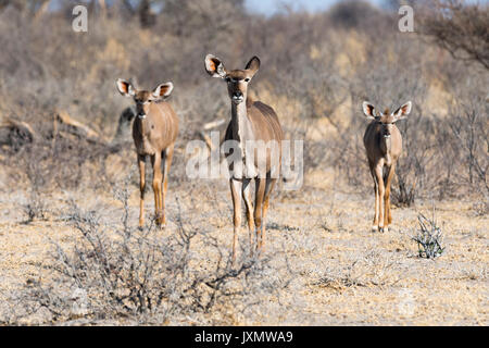 Greater kudu (Tragelaphus strepsiceros), Kalahari, Botswana, Africa Stock Photo