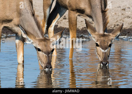 Female Greater kudu (Tragelaphus strepsiceros), at waterhole, Kalahari, Botswana, Africa Stock Photo