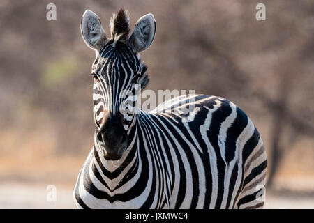 Portrait of Burchell's zebra (Equus burchellii), Kalahari, Botswana, Africa Stock Photo