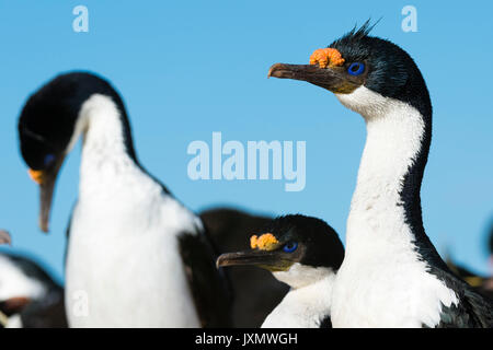 Portrait of an Imperial shag (Leucocarbo atriceps), Port Stanley, Falkland Islands, South America Stock Photo