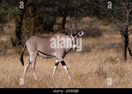 Beisa oryx (Oryx gazella beisa), Kalama Conservancy, Samburu, Kenya, Africa Stock Photo