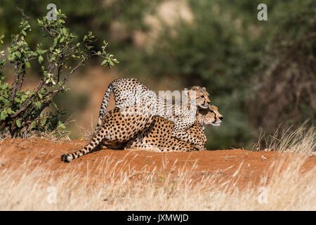 A Cheetah cub (Acinonyx jubatus), playing with its mother, Samburu National Reserve, Kenya, Africa Stock Photo