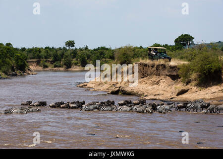 Grant's zebras and Eastern white-bearded wildebeest crossing the Mara river, Masai Mara National Reserve, Kenya, Africa Stock Photo