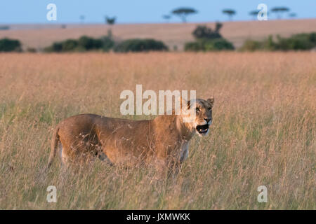 Portrait of Lioness (Panthera leo), walking in the savannah, Masai Mara, Kenya, Africa Stock Photo