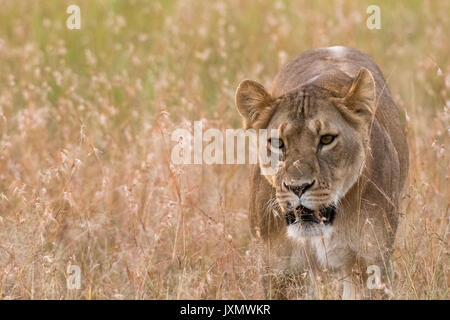 Lioness (Panthera leo) walking in the savannah, Masai Mara, Kenya, Africa Stock Photo