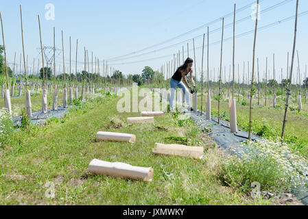 Young female plantation worker tending goji berry plant in field Stock Photo