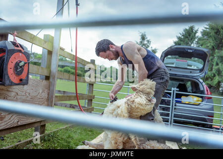 Sheep shearer shearing sheep in holding pen in field