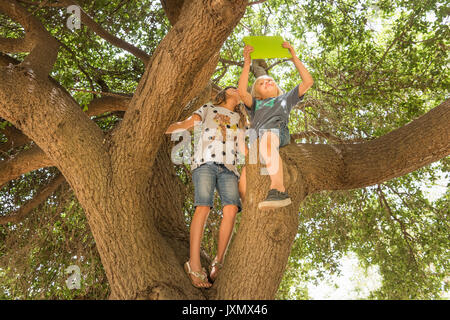 Children sitting in tree using digital tablet Stock Photo