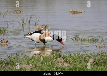 Common shelduck (Tadorna tadorna) Stock Photo