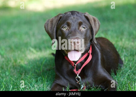 A panting chocolate labrador retriever lying in the grass on a hot day. Stock Photo