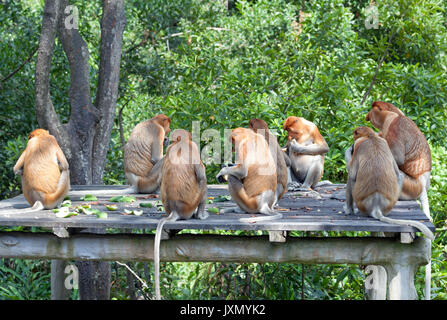 Proboscis monkeys sitting on wooden platform at Labuk Bay sanctuary, Sabah, Malaysia Stock Photo