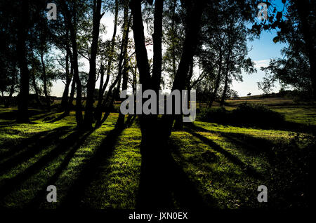 Landscape picture with the sun setting behind trees causing shadows with a lone horse rider in the distance Stock Photo