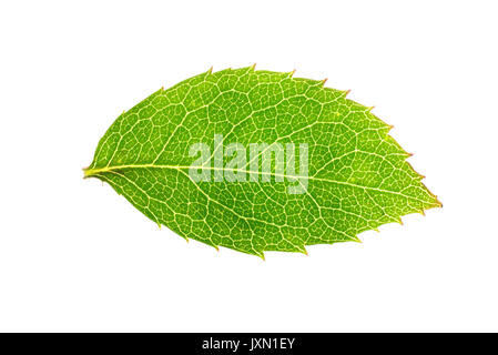 Leaf of Rosa canina commonly known as dog rose. Stock Photo