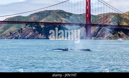 Rare sighting of mother humpback whale, Megaptera novaeangliae, swimming with baby in San Francisco Bay with Golden Gate Bridge in background Stock Photo