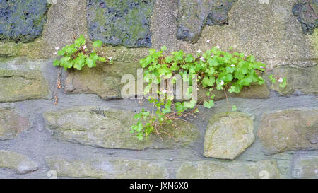 Green wild plants with tiny purple flowers growing from the cracks of a stone wall. Stock Photo