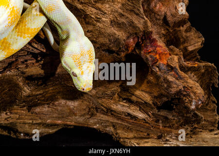 Darwin Albino Carpet Python on tree root. Close up of head Stock Photo