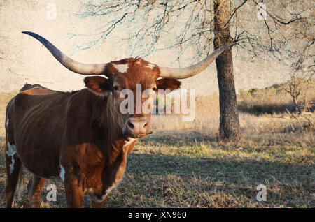 Longhorn cow on rural country ranch, with scenic pasture landscape in background.  Authentic happy farm animal. Stock Photo