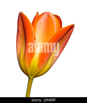 Tulip (Tulipa) cutout. Orange and yellow Spring tulip macro on a pure white background, in portrait. Stock Photo