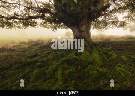 Tree roots in a foggy day Stock Photo
