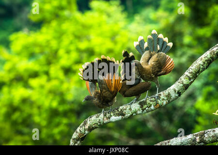 Gray-headed chachalacas displaying  and cleaning up after morning rain storm in Panamas highland rain forests Stock Photo