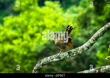Gray-headed chachalacas displaying  and cleaning up after morning rain storm in Panamas highland rain forests Stock Photo