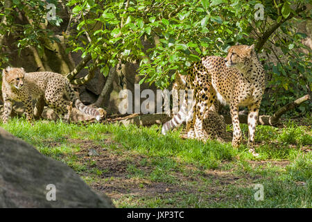 Group of cheetahs (Acinonyx jubatus), family with mother cheetah with cubs  Model Release: No.  Property Release: No.
