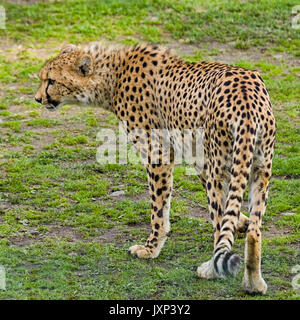 Cheetah (Acinonyx jubatus)  Model Release: No.  Property Release: No. Stock Photo
