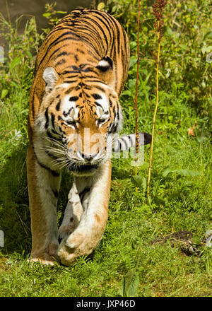 Siberian tiger (Panthera tigris altaica) aka Amur tiger  Model Release: No.  Property Release: No. Stock Photo