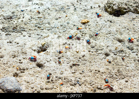 Seashell and its footprints on sunny sand near water. Sea inhabitant of Red sea Stock Photo