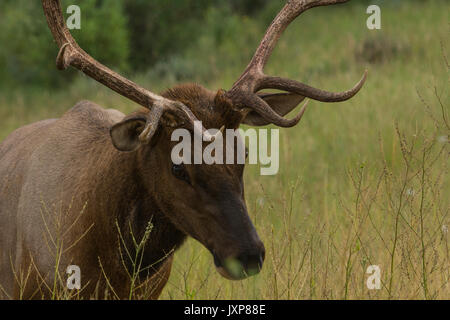 Bull Elk (Cervus canadensis) with large antlers feeding on vegetation in Jasper National Park, Alberta, Canada. Stock Photo